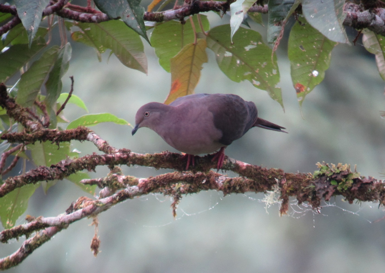 image Plumbeous Pigeon